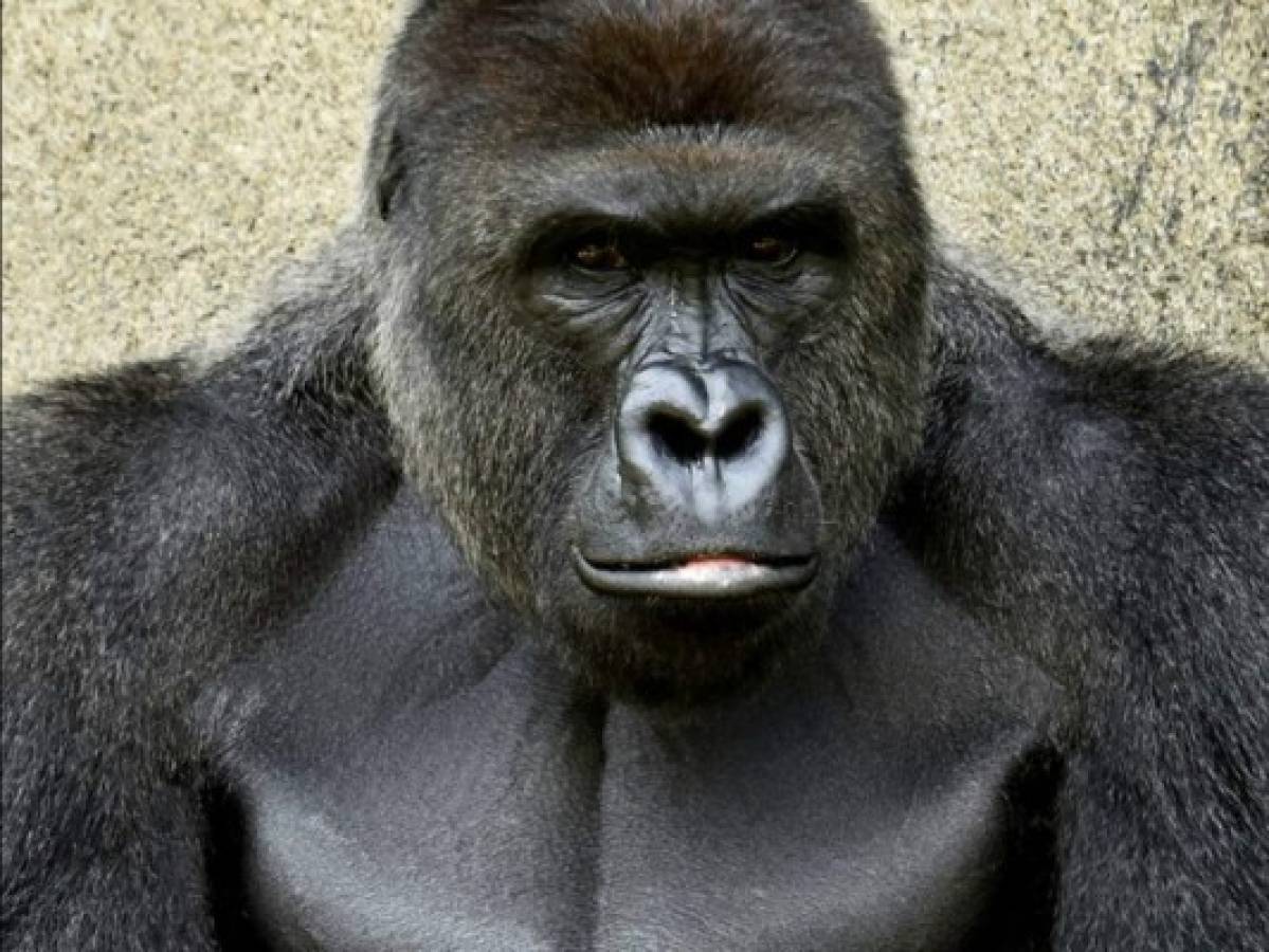 Sacrifican a gorila en zoo de Ohio para proteger a un niño