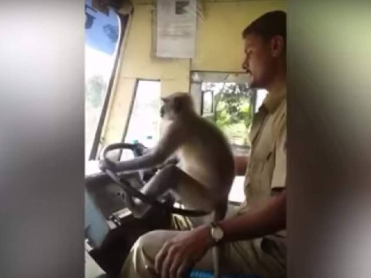VÍDEO: Suspenden a chofer de bus por dejar manejar a un mono