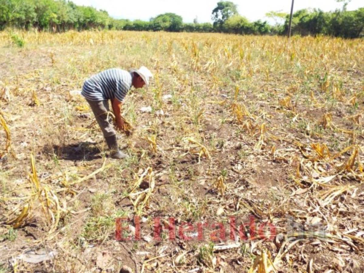 El 76% de los cultivos de granos se perdieron en el valle de Jamastrán