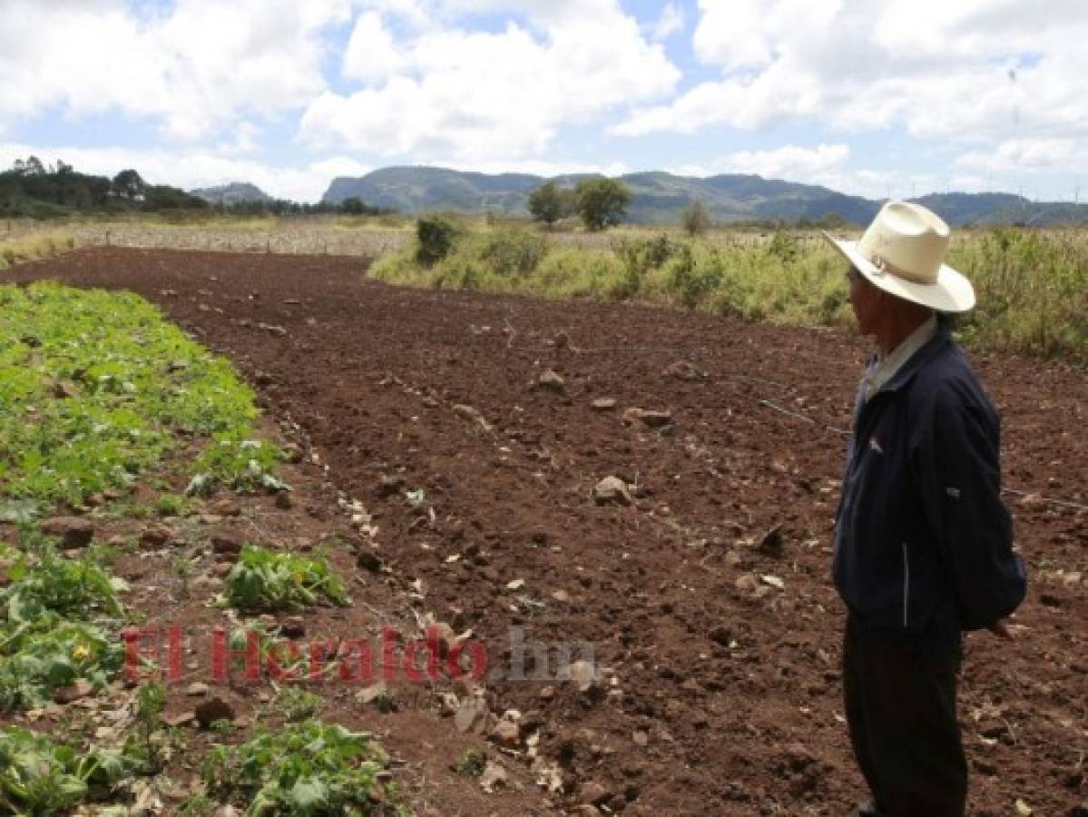 Los productores sembrarán hasta que llueva parejo en Honduras