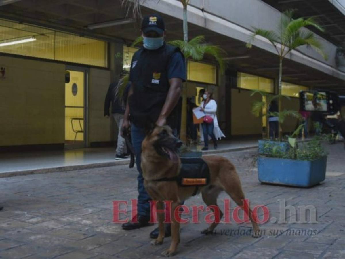 Marlon Martínez, parte del equipo de instructores de Elio, mantiene cerca al mamífero, quien le da aviso ante cualquier irregularidad.