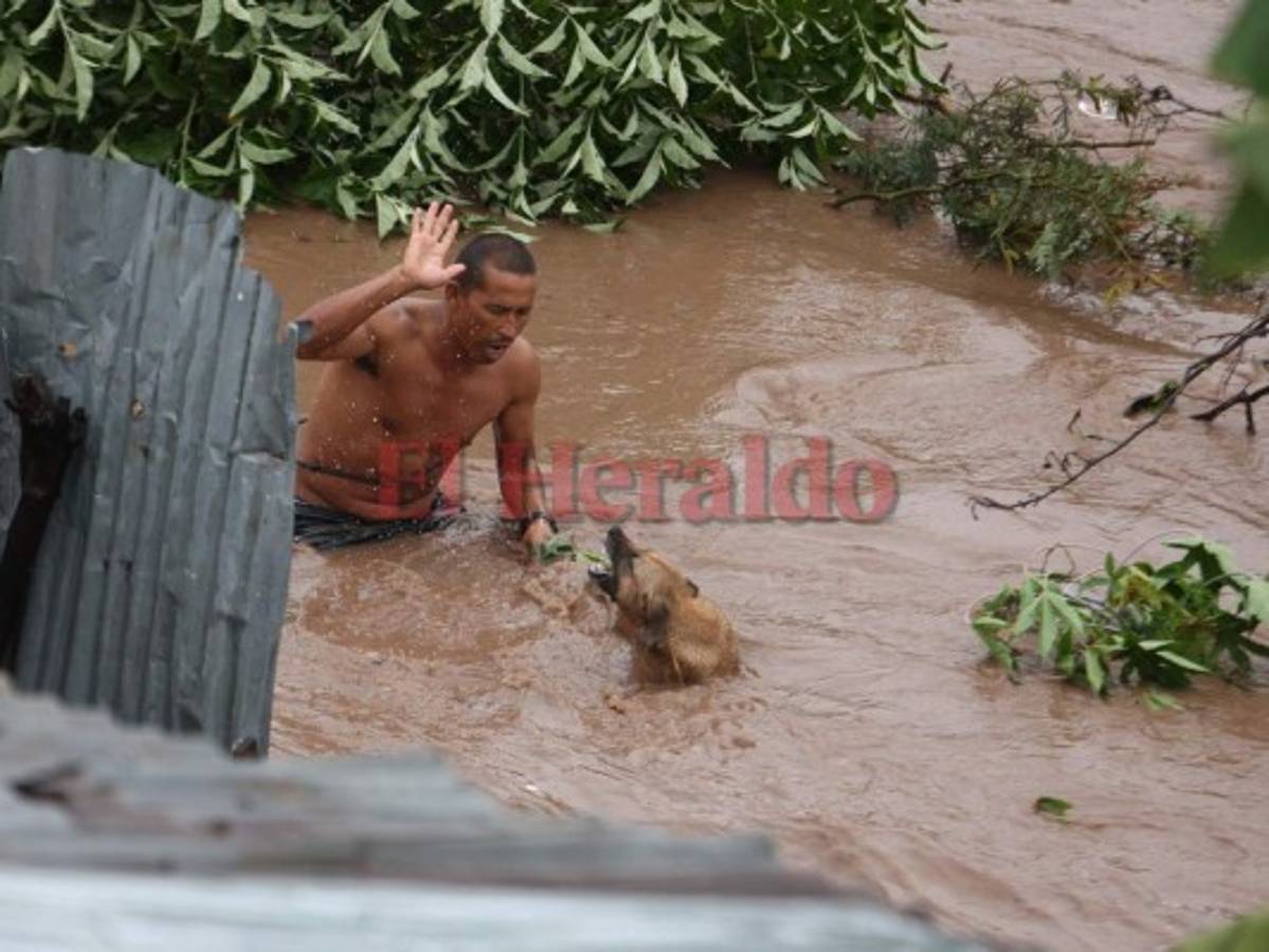 Hondureños rescatan a sus animales de la fuerte corriente del río Choluteca