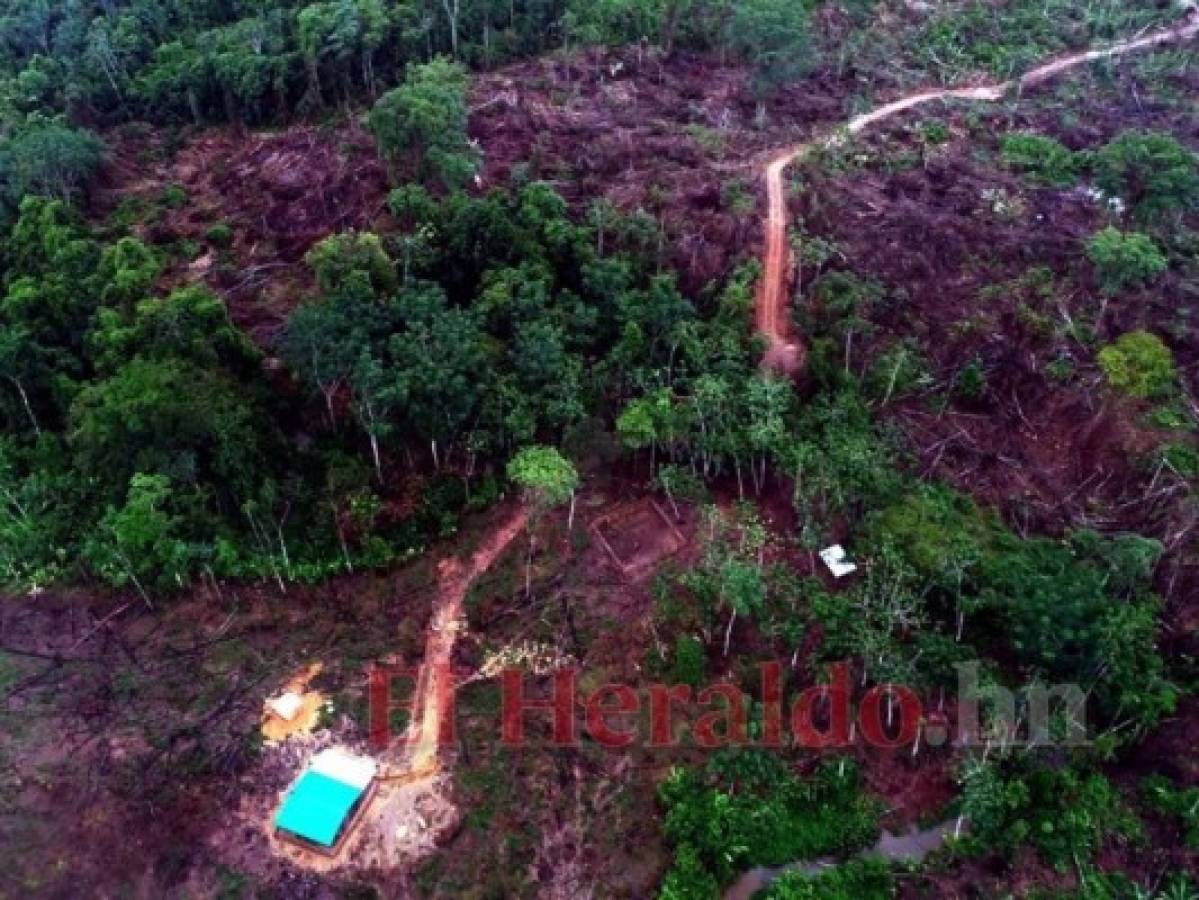 Ecocidio en la Reserva de la Biosfera del Río Plátano