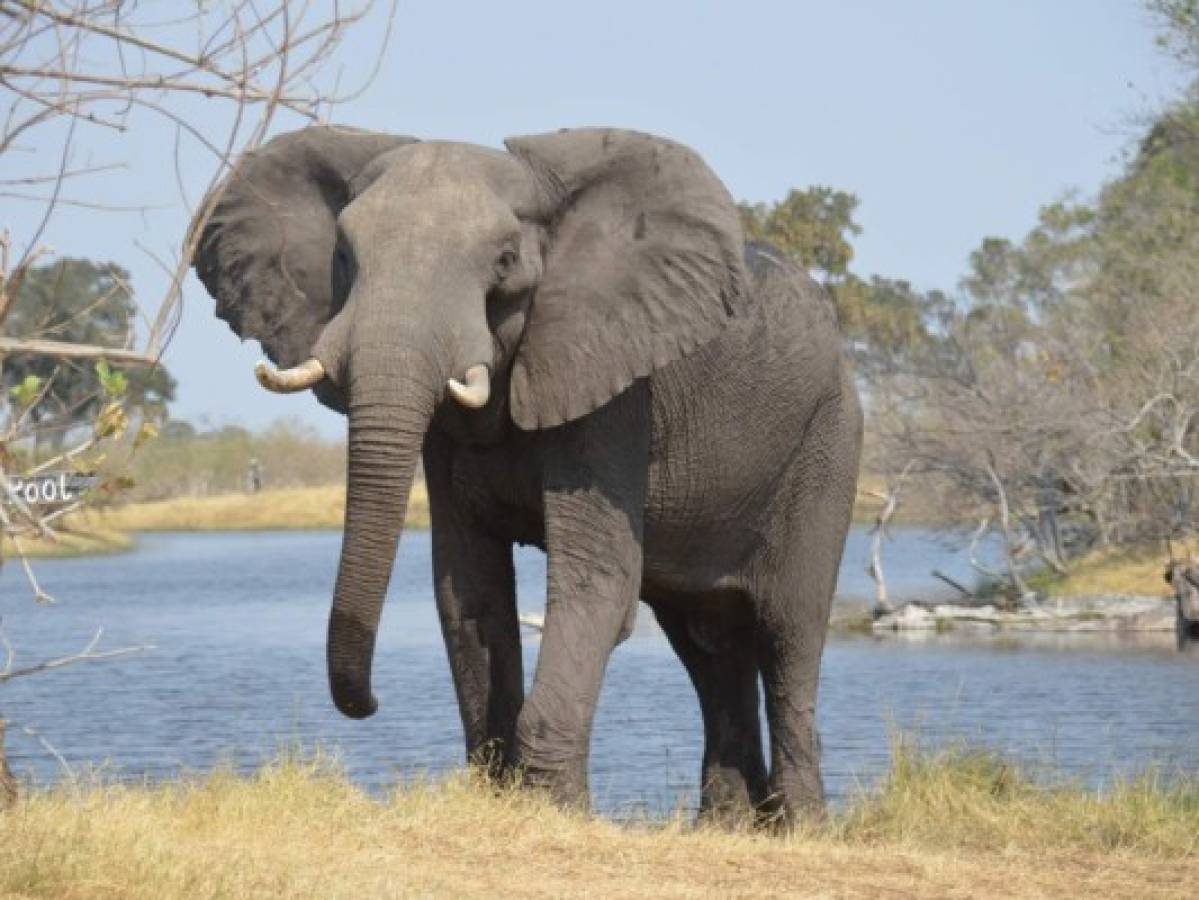 Por qué los elefantes tienen las orejas grandes?