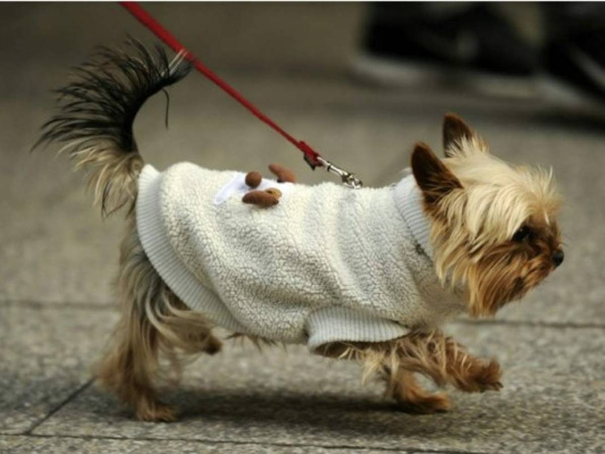 Tribunal de Brasil concede a un hombre orden de visita de su perro