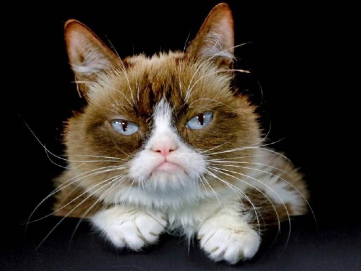 Fallece Grumpy Cat, la gata que causó sensación en las redes por su cara malhumorada