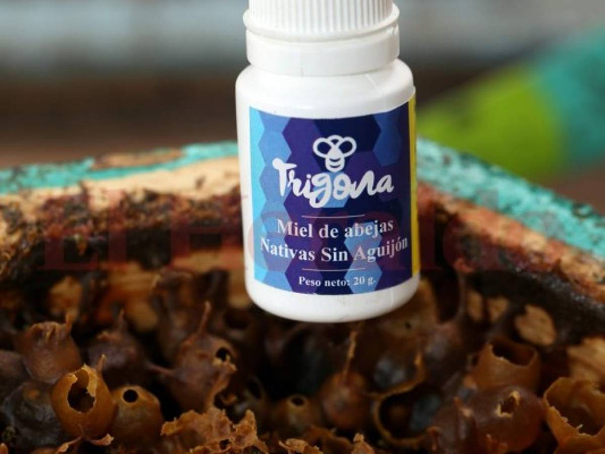 Ricardo, el rey de las abejas orquídeas