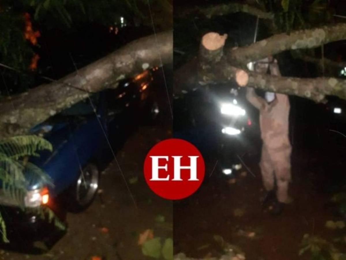 Lluvias provocan caída de árbol y deslizamiento de rocas en la capital