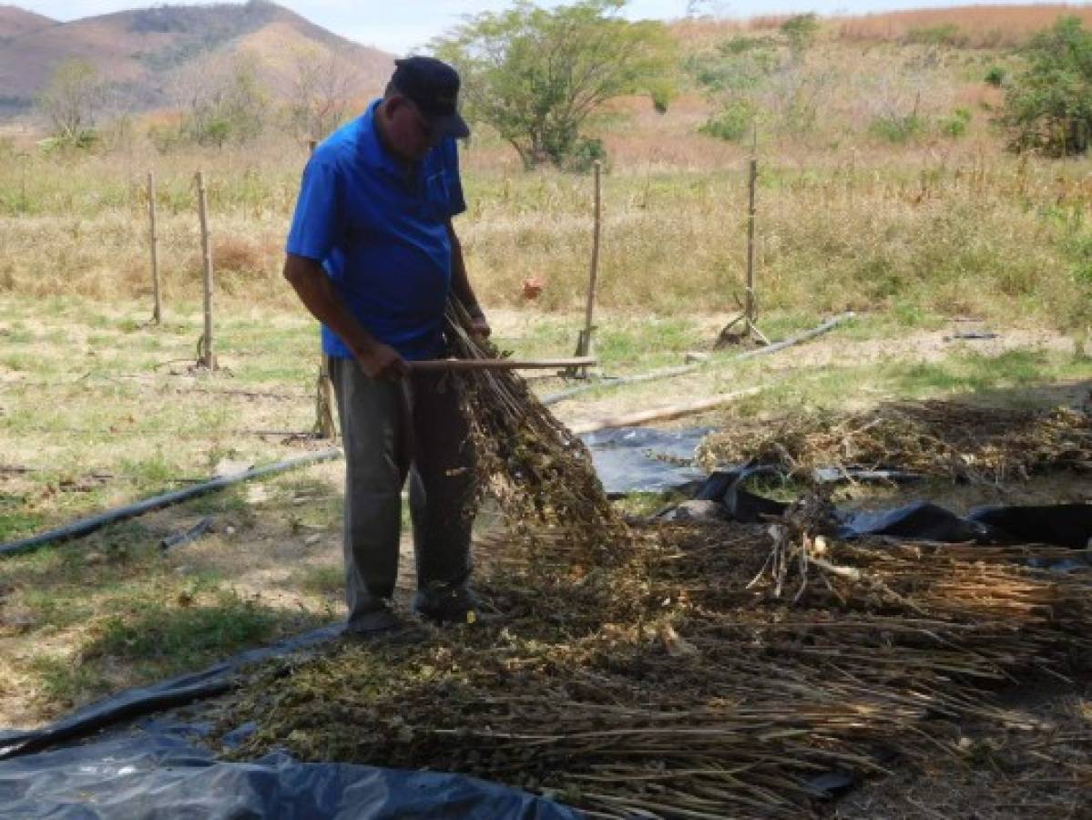 Fortalecerán el centro agrícola de La Lujosa en el sur de Honduras