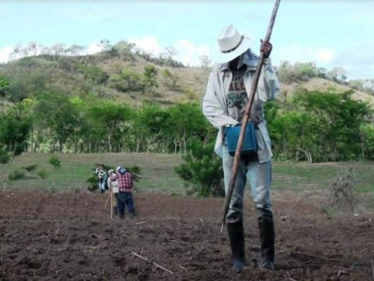 Autoridades dan luz verde para iniciar siembra de primera en Honduras