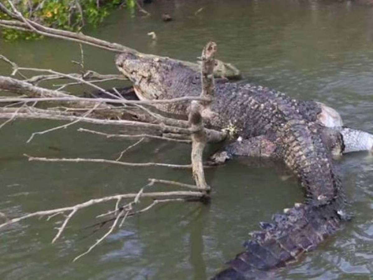 Le hacen funeral a un cocodrilo en una ciudad australiana  