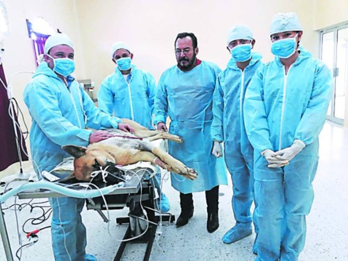 Veterinarios hondureños con vocación a servir a la comunidad