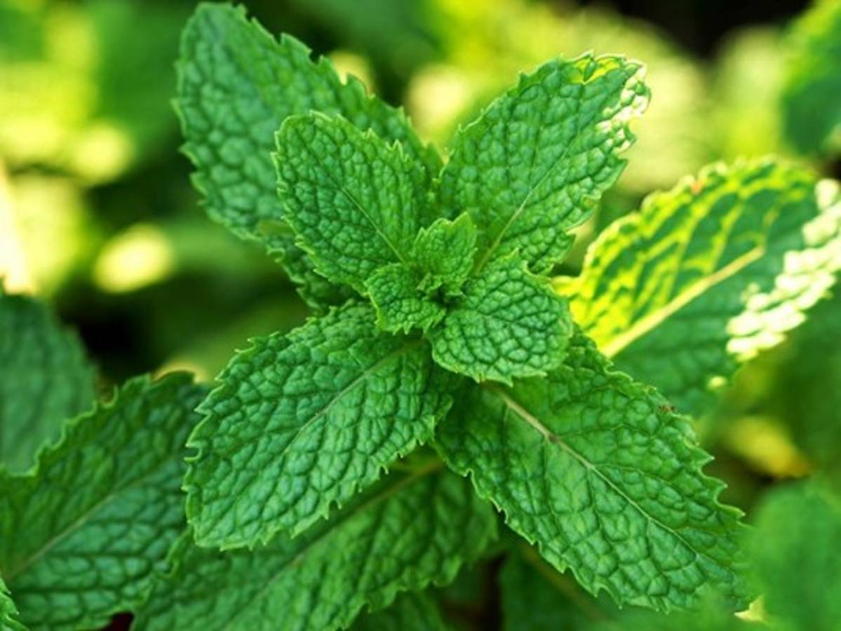 Cinco beneficios por los que debes consumir hierbabuena