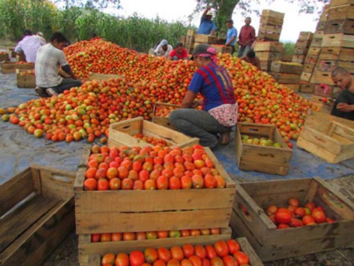 Libra de tomate pera alcanza histórico precio de L 20