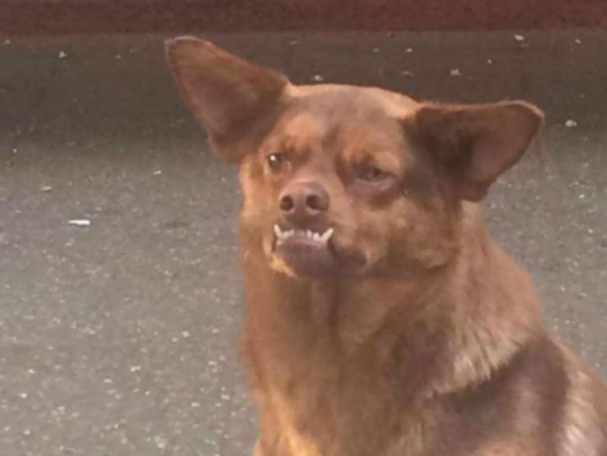 ¿Cuál es la verdadera historia de 'Chilaquil', el perro más famoso de las redes sociales?