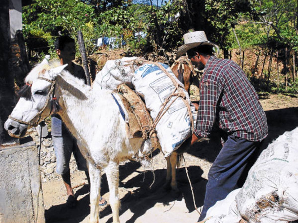 Exitosa producción de almidón en zona sur de Honduras