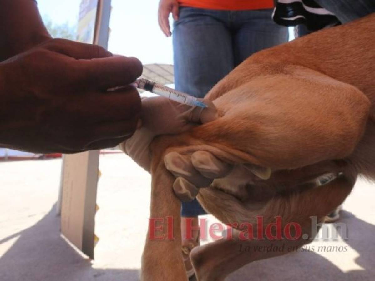 Senasa y Salud deberán luchar para erradicar la rabia. Foto: Archivo/El Heraldo