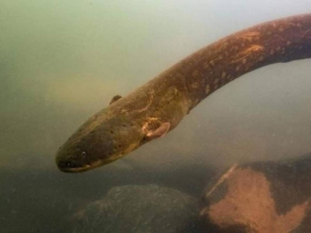 Descubren en la Amazonia a la anguila eléctrica más potente