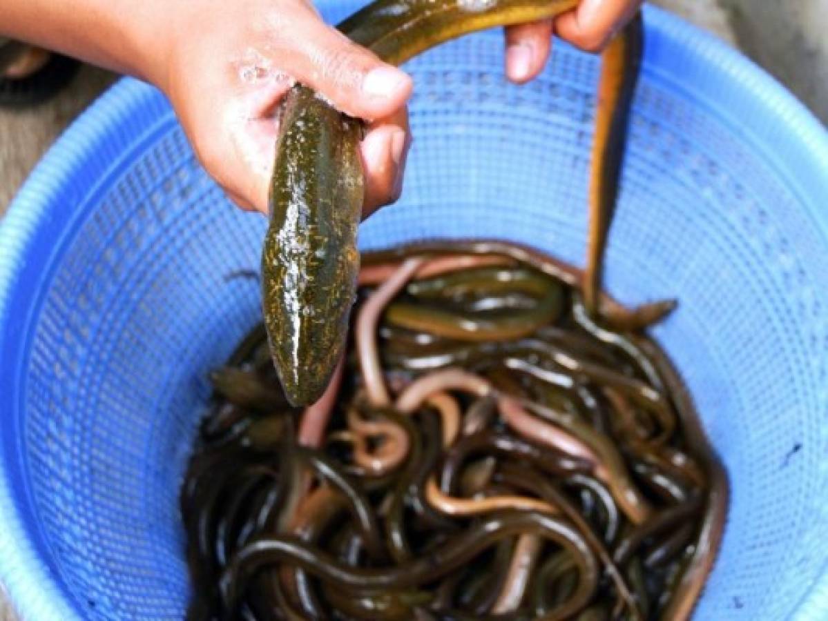 Consumo de drogas en festival de Reino Unido amenaza especie de anguilas