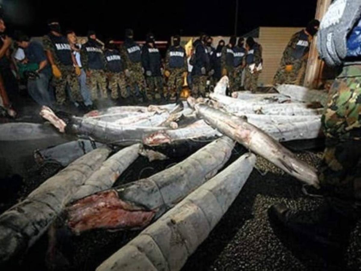 Con tiburones congelados, 'El Chapo' Guzmán armó red de tráfico de drogas