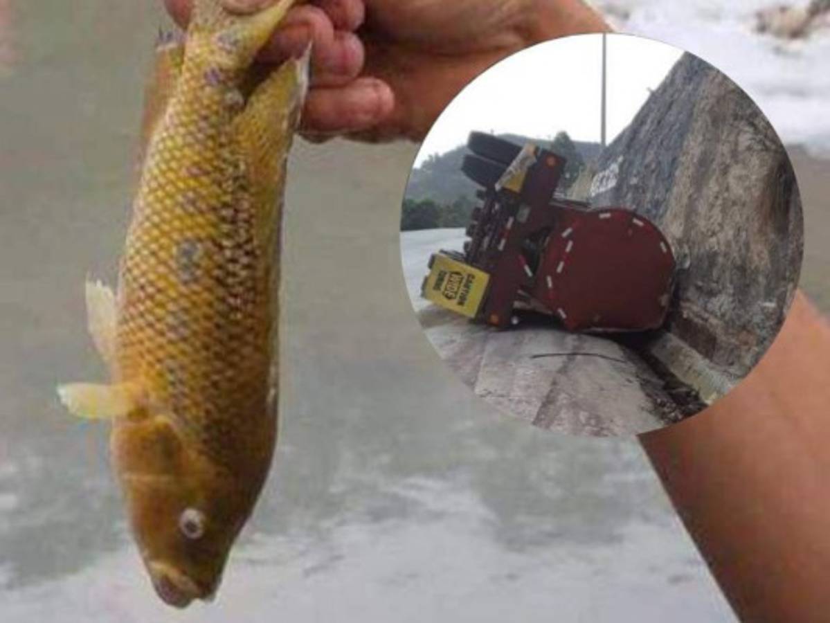 Requerimiento fiscal contra conductor de rastra que contaminó el río Chamelecón