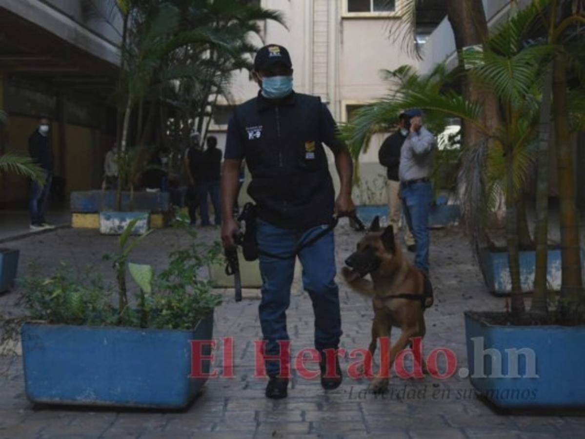 Elio, el perro que resguarda la UNAH durante las elecciones primarias