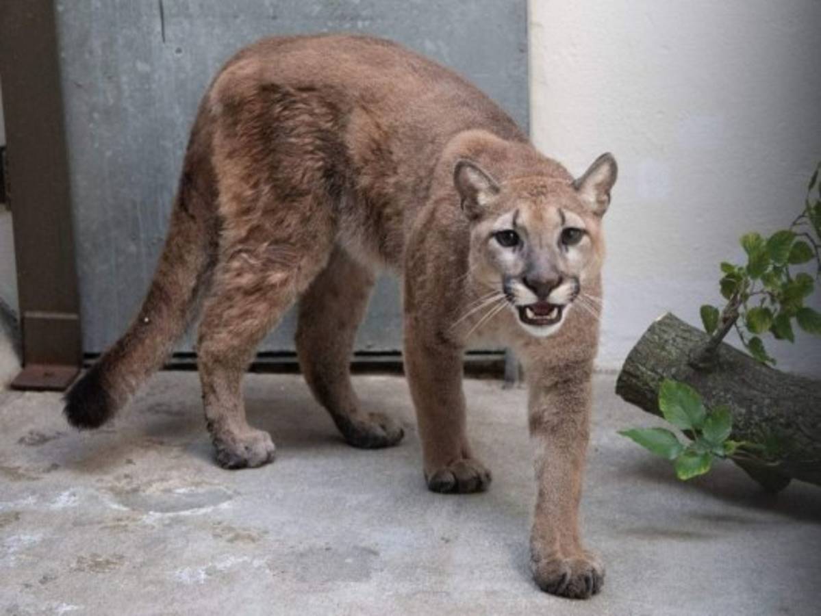 Rescatan a Sasha, un puma salvaje que vivía en un apartamento de Nueva York