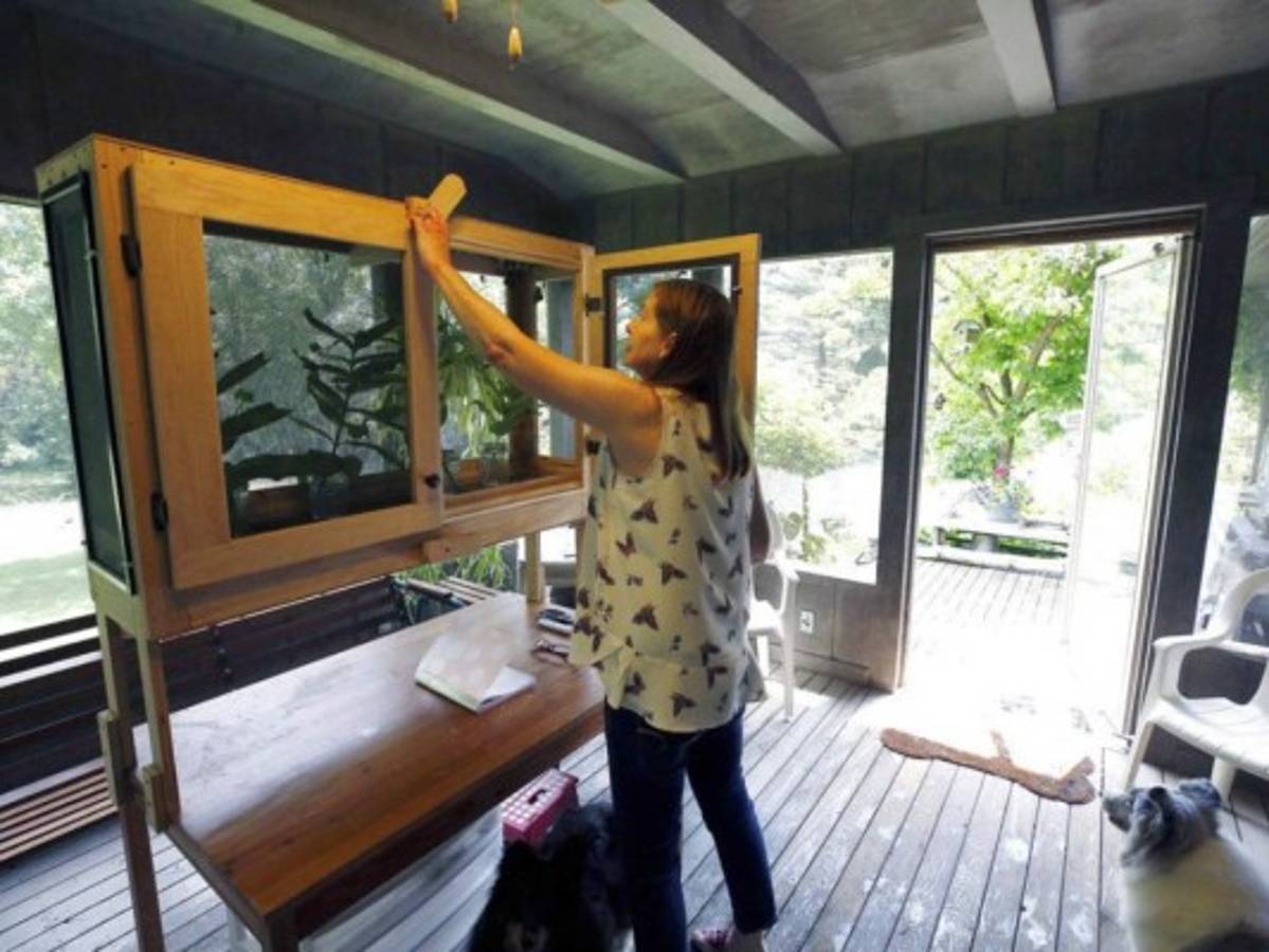 Empleados roban insectos y reptiles con valor de más de 40,000 dólares