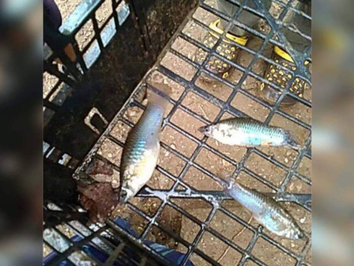 'Lluvia de peces' cae en norte de Honduras