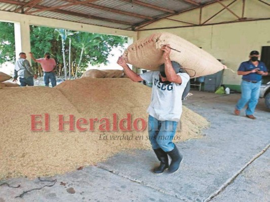 En Comayagua se cosecharon 980 mil quintales de granos básicos en 2021