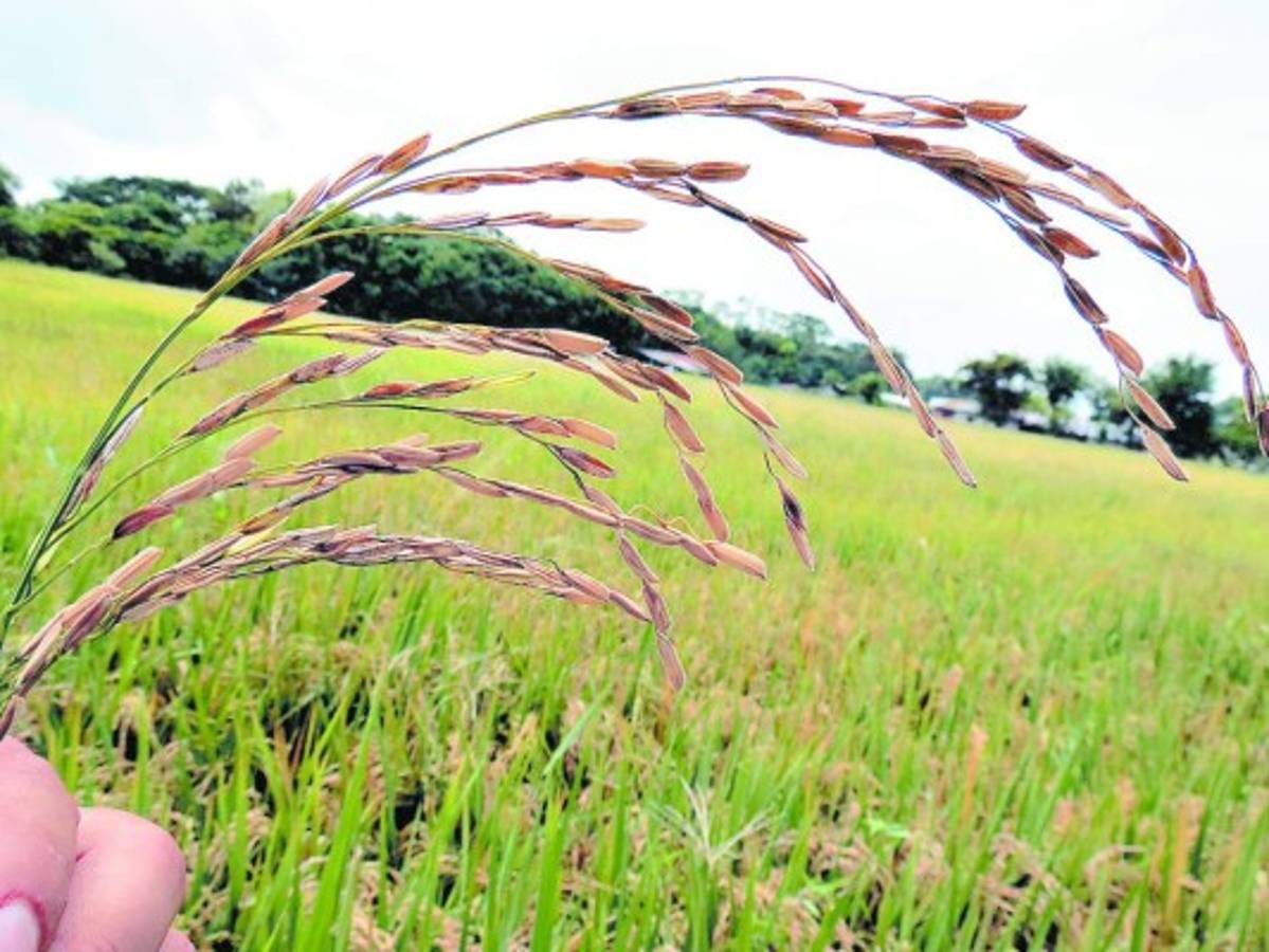 Introducirán semilla mejorada de arroz
