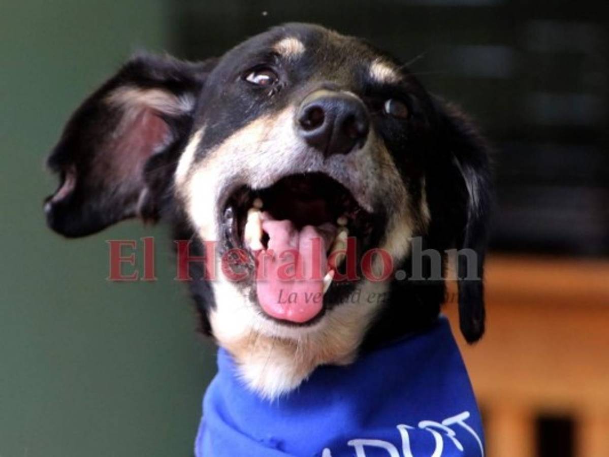 Los perros están listos para ser acogidos en nuevo hogar. Foto: Johny Magallanes/ EL HERALDO.