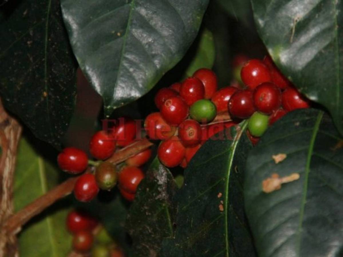 En etapa de consulta está el crédito para los caficultores