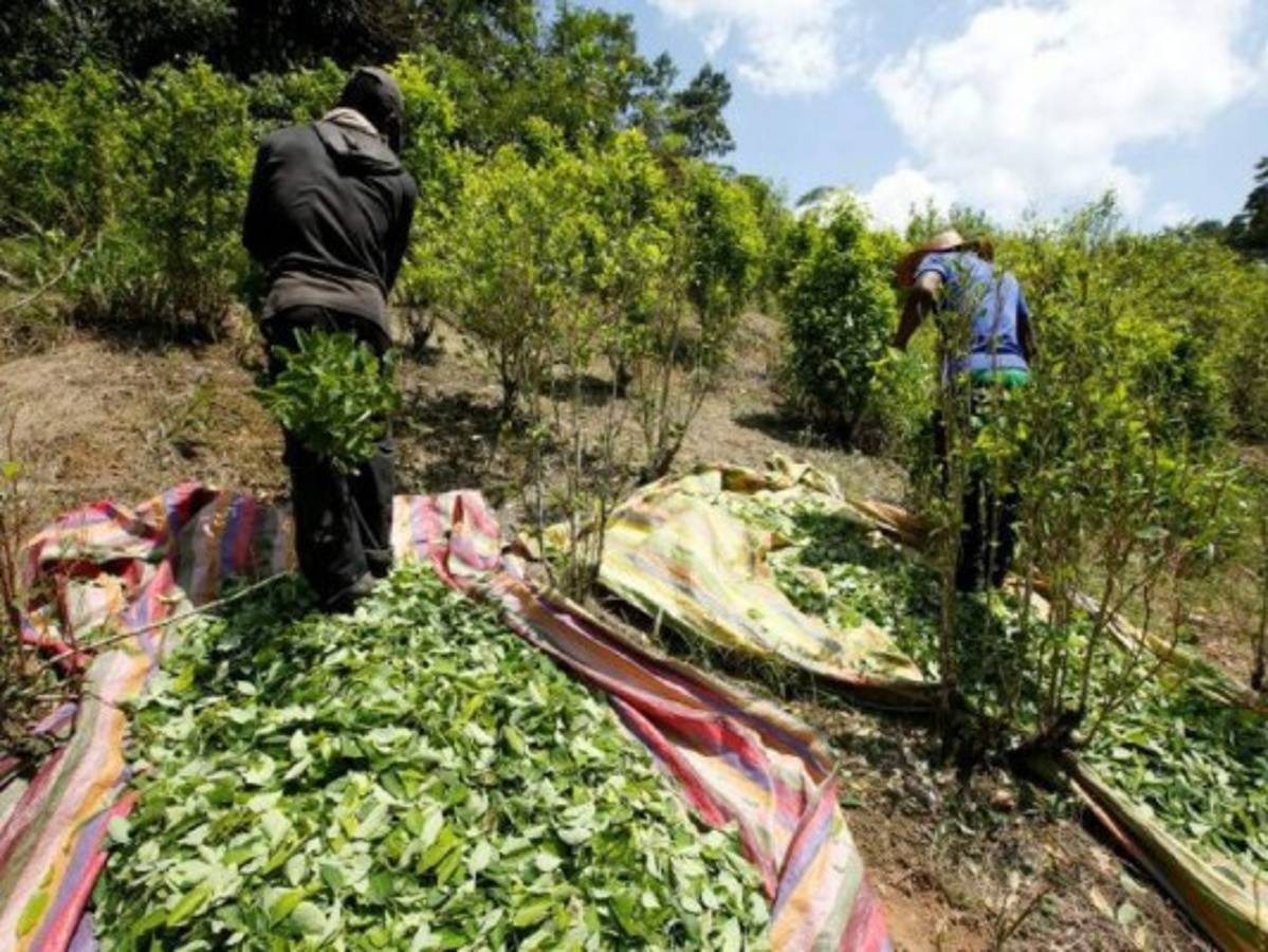 Asesinan a dos indígenas en zona cocalera de Colombia