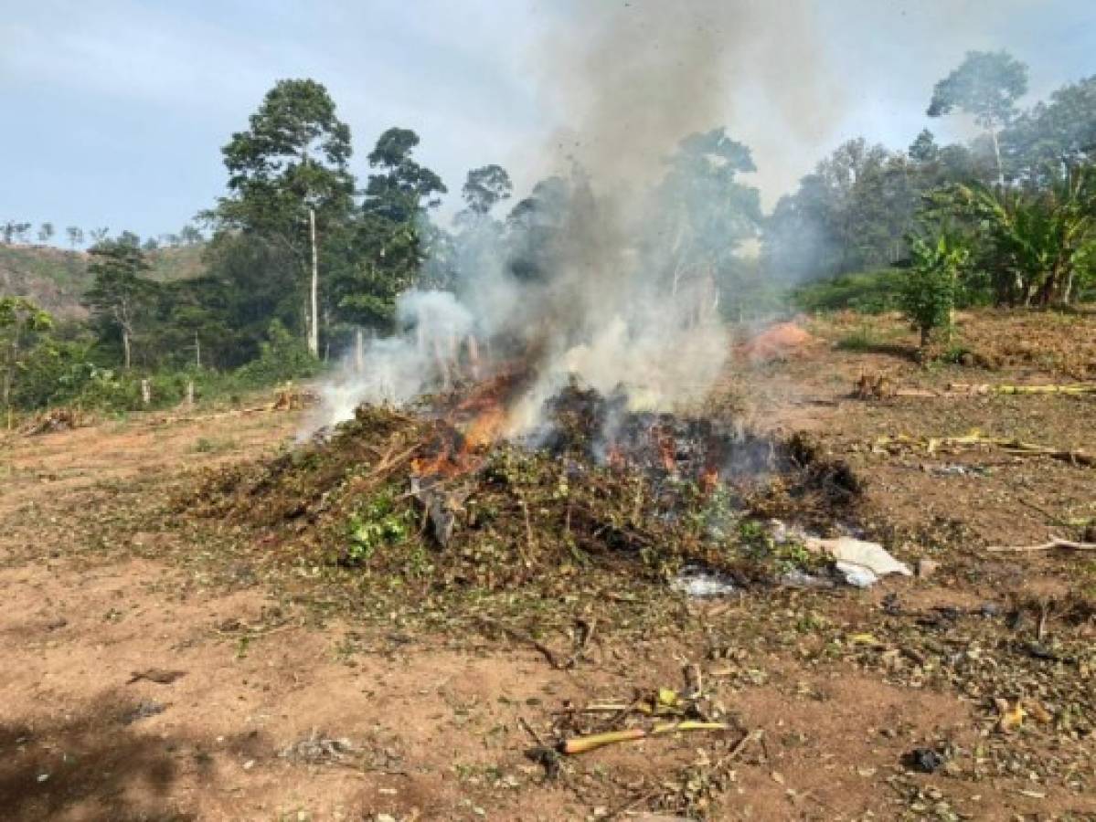 Esta fueron las plantas de coca que fueron quemadas.