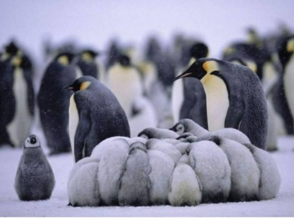 Canadá: Hasta los pingüinos se resguardan del frío extremo
