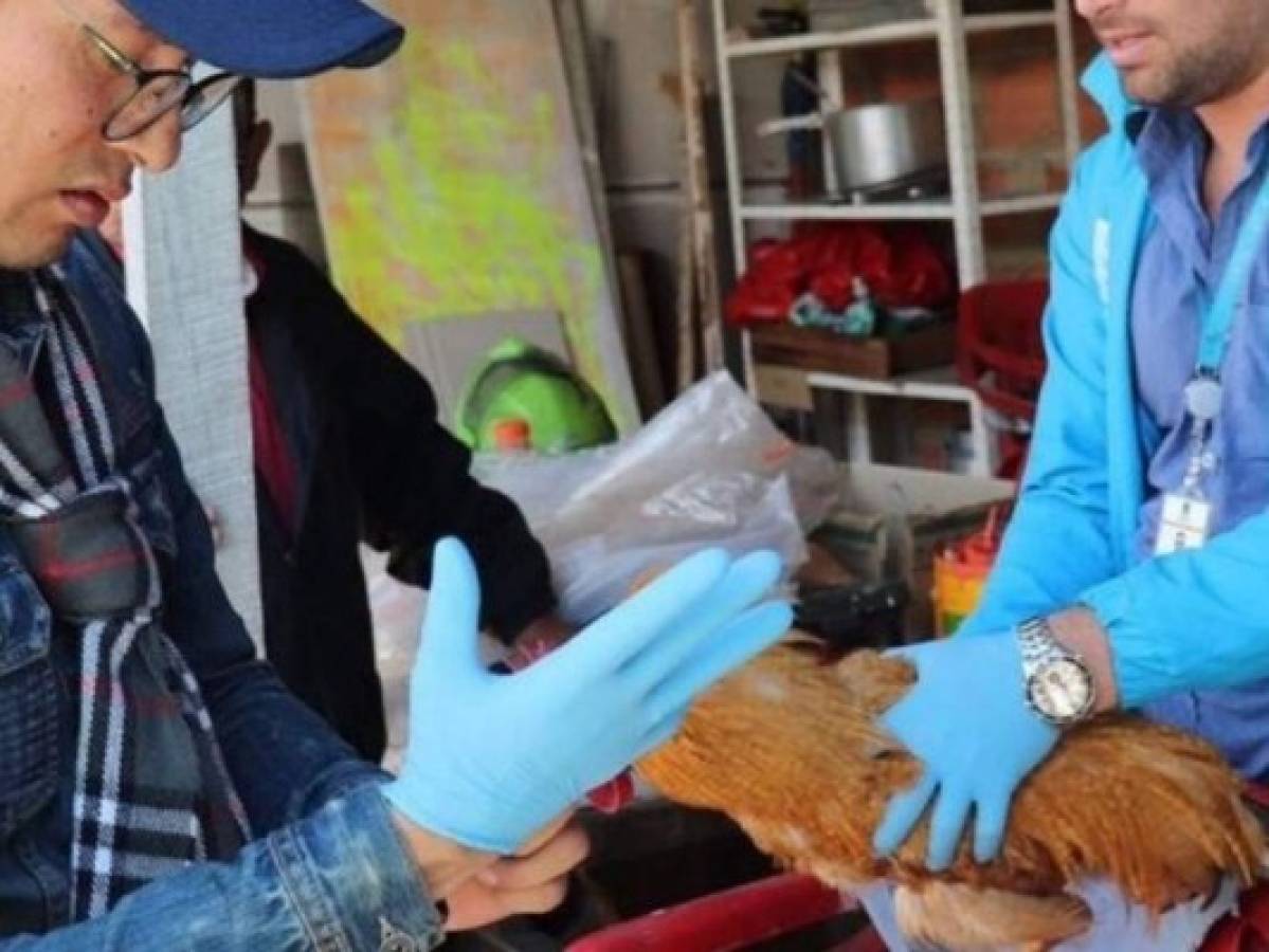 Capturan a hombre por supuesto abuso sexual a tres gallinas en Bogotá