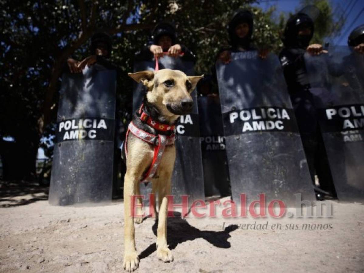 El centro histórico bajo resguardo de la oficial perruna, Laura