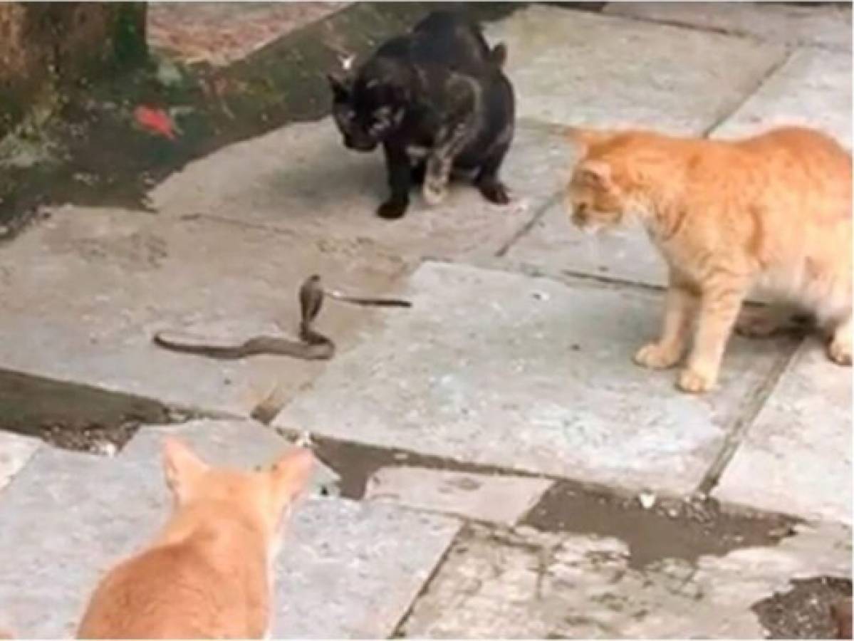 VIDEO: Inusual pelea entre cuatro gatos y una serpiente cobra en India