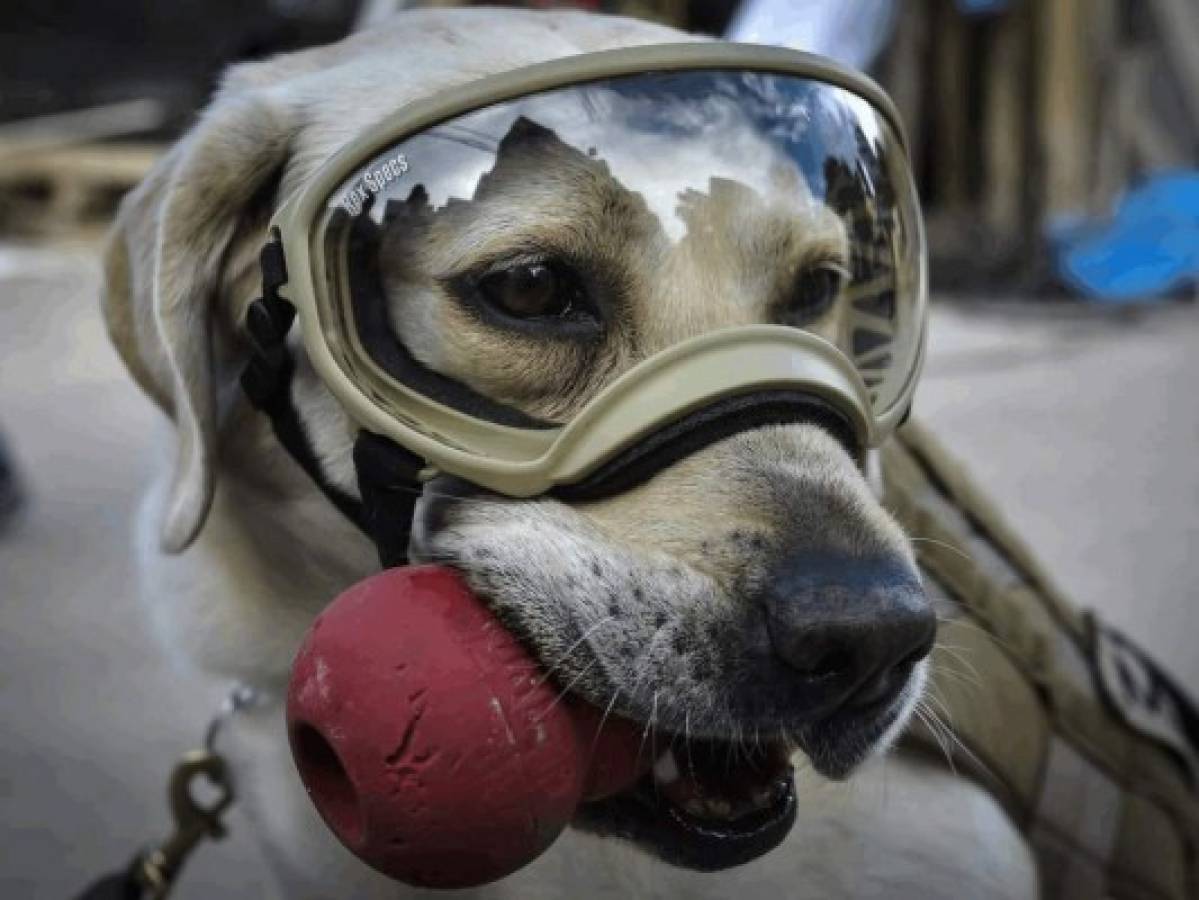 Frida, la perrita rescatista de México, ya está en Guatemala