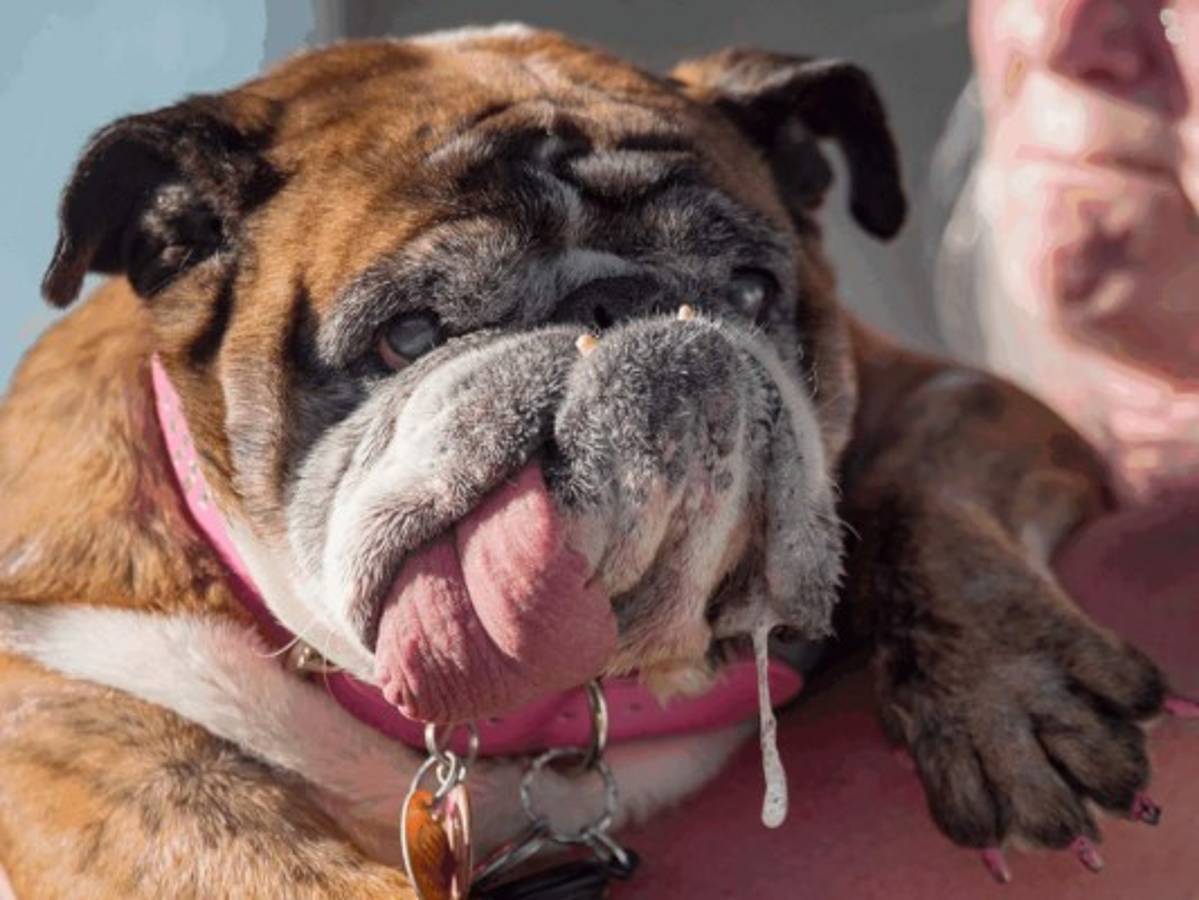 Un bulldog baboso, el perro más feo del mundo