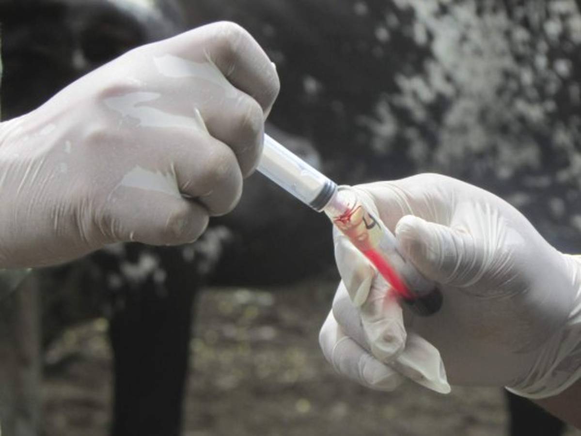 Ganaderos de El Paraíso empeñados en frenar la bruselosis en sus fincas