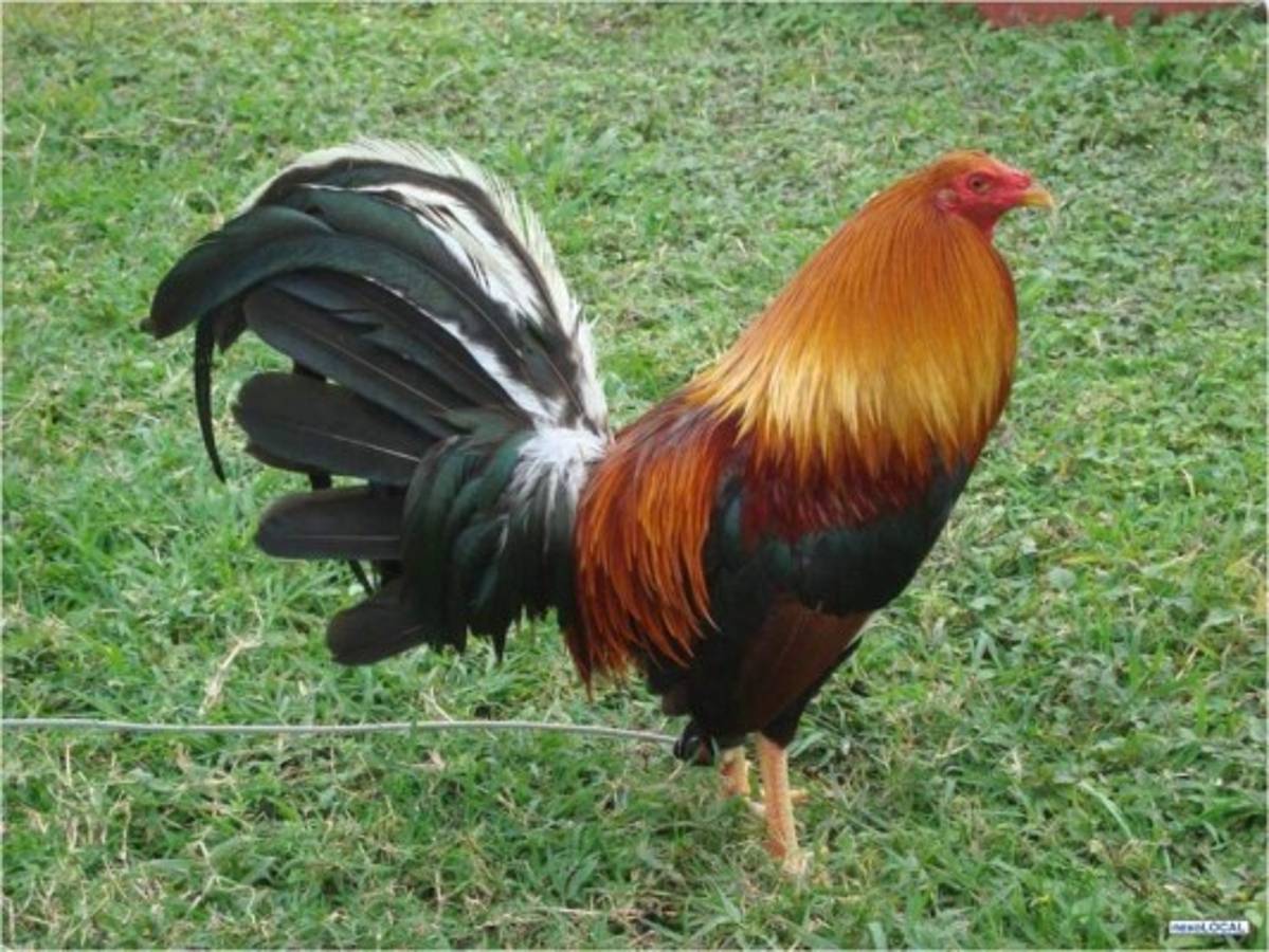 México: Niño muere de un infarto tras ser perseguido por un gallo