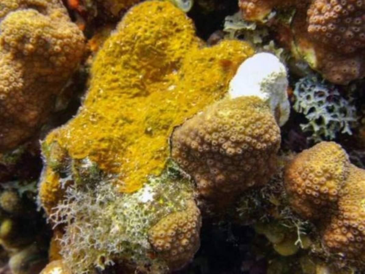 Nueva alga amenaza los arrecifes del Mar Caribe