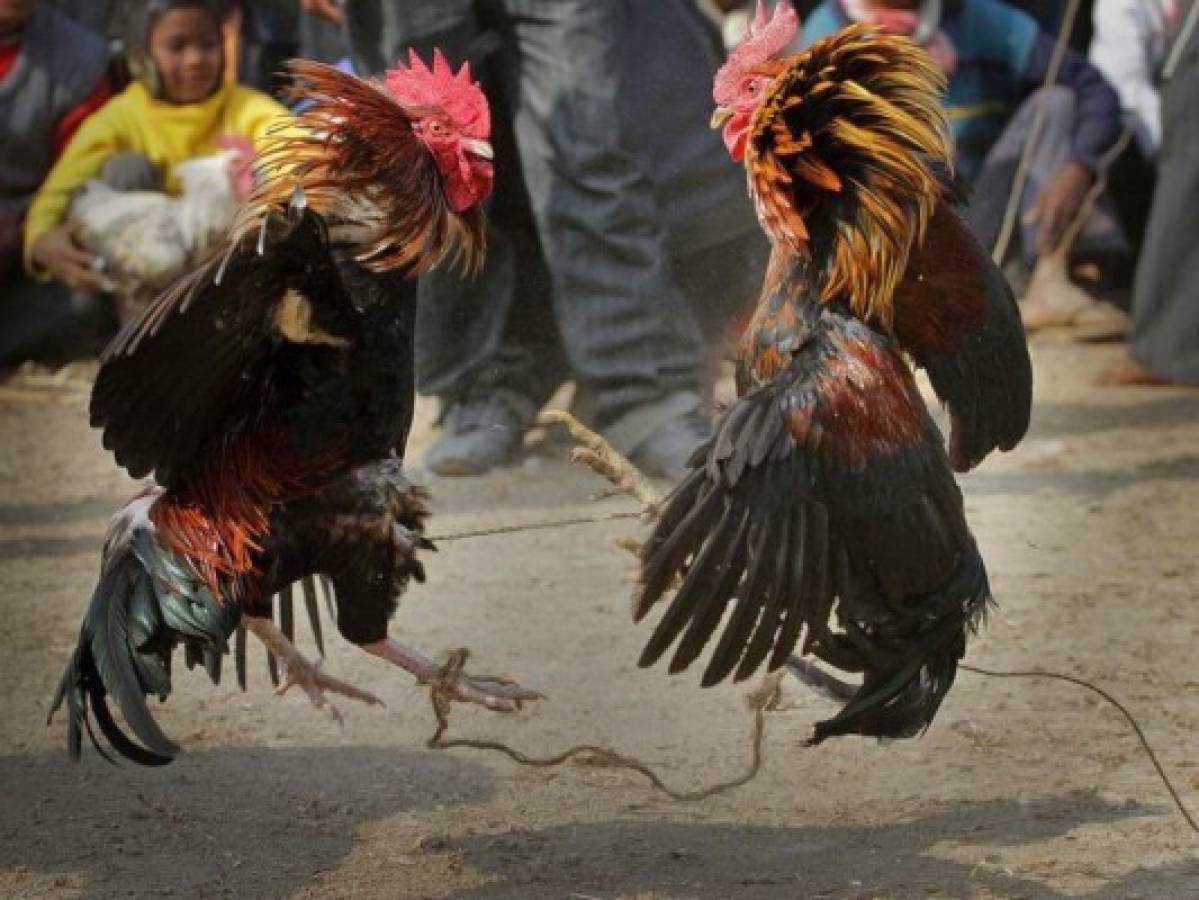 Gallo mata a dueño durante pelea de gallos ilegal en India