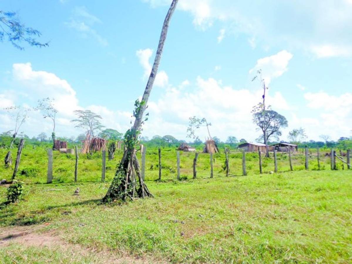Alcalde municipal denuncia que le roban ganado y arroz