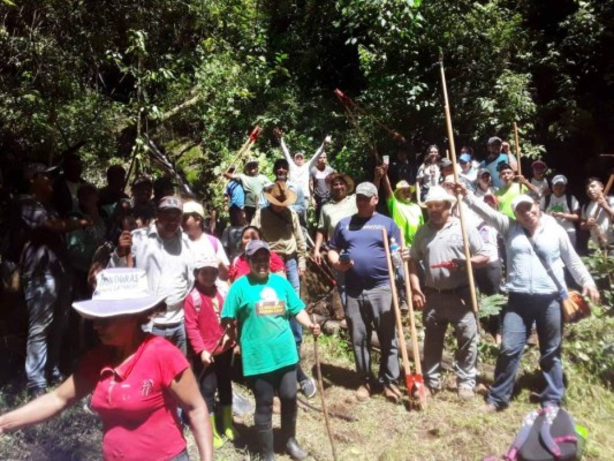 Reforestan tres zonas boscosas del Distrito Central