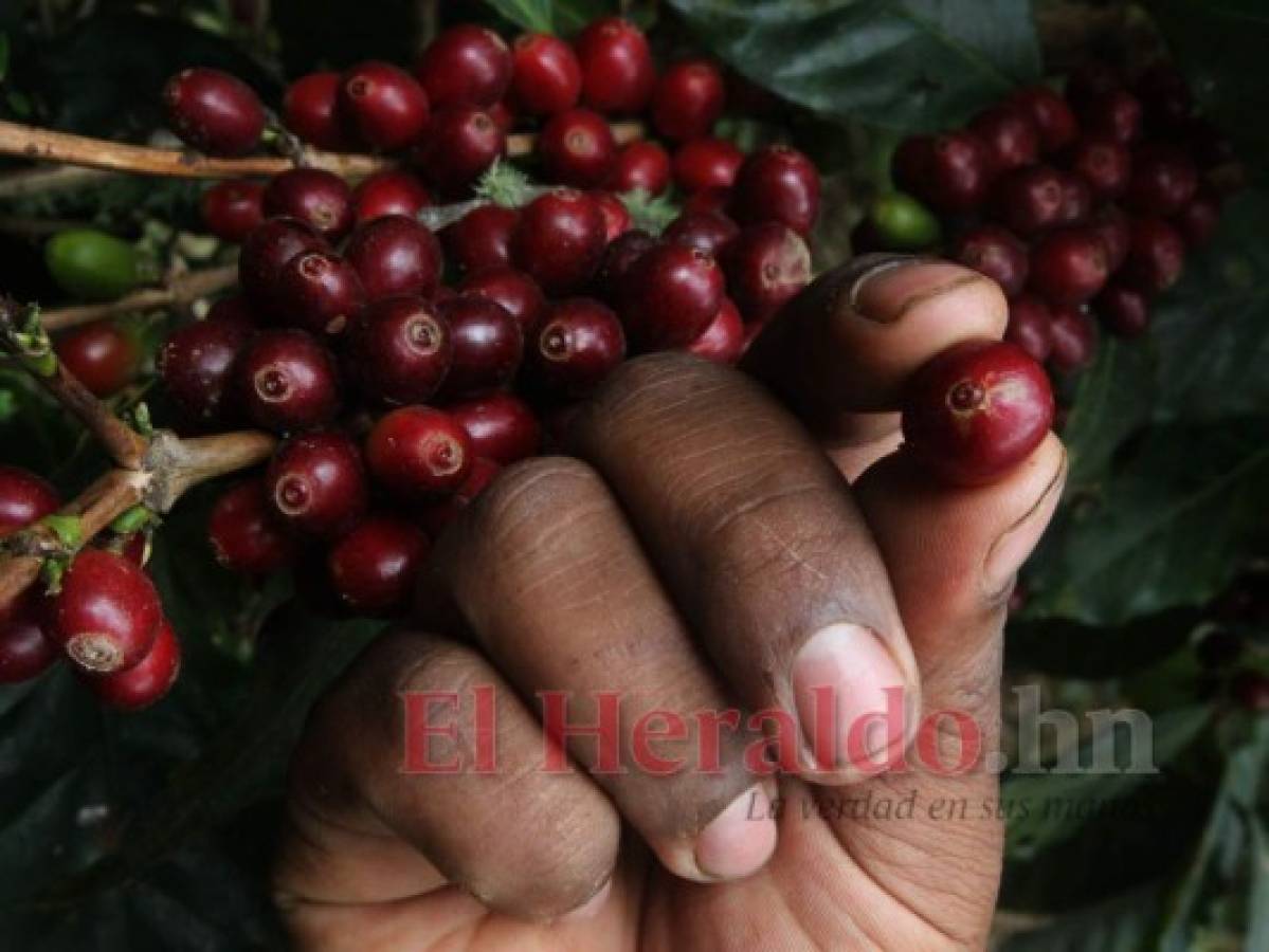 Exportación de café crecerá más del 30% en la cosecha 2020/2021