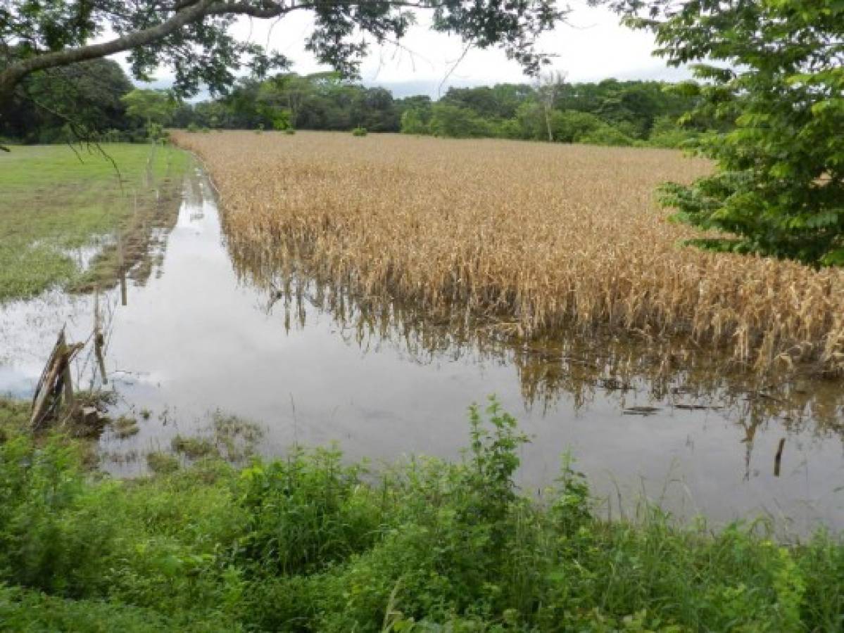 Lluvias destruyen cultivos de maíz en Catacamas y Juticalpa