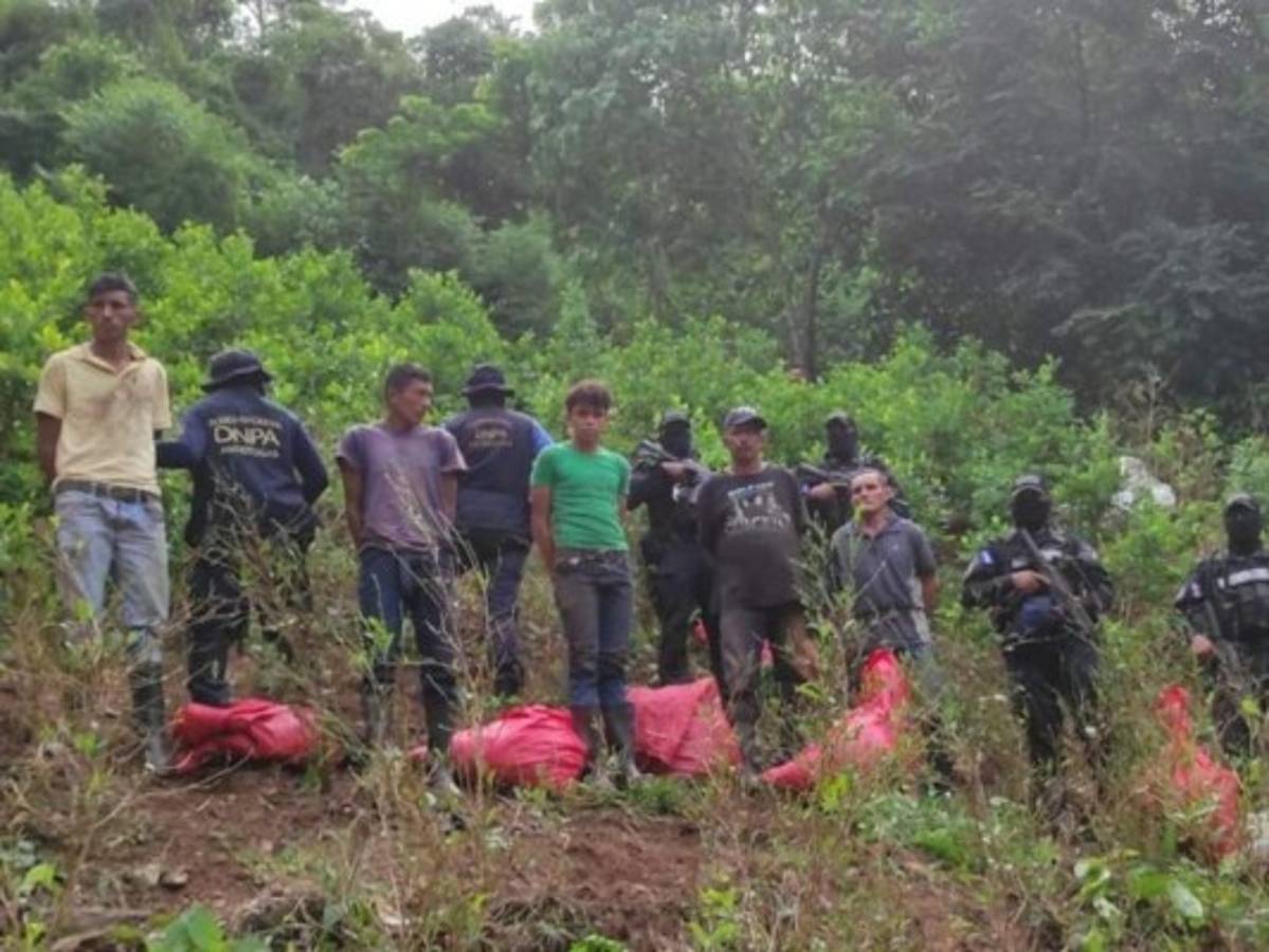 Hallan más de 80 mil arbustos de coca y desmantelan narcolaboratorio en Colón